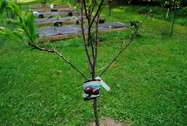 plum tree growing